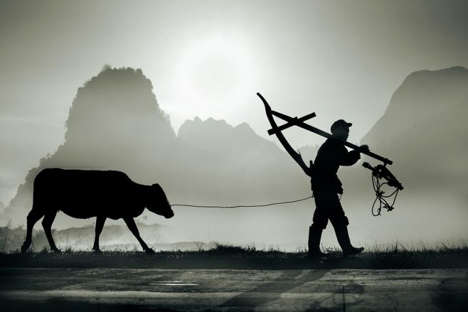 扛着爬犁牵着牛的农夫摄影高清图片