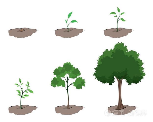树的成长阶段