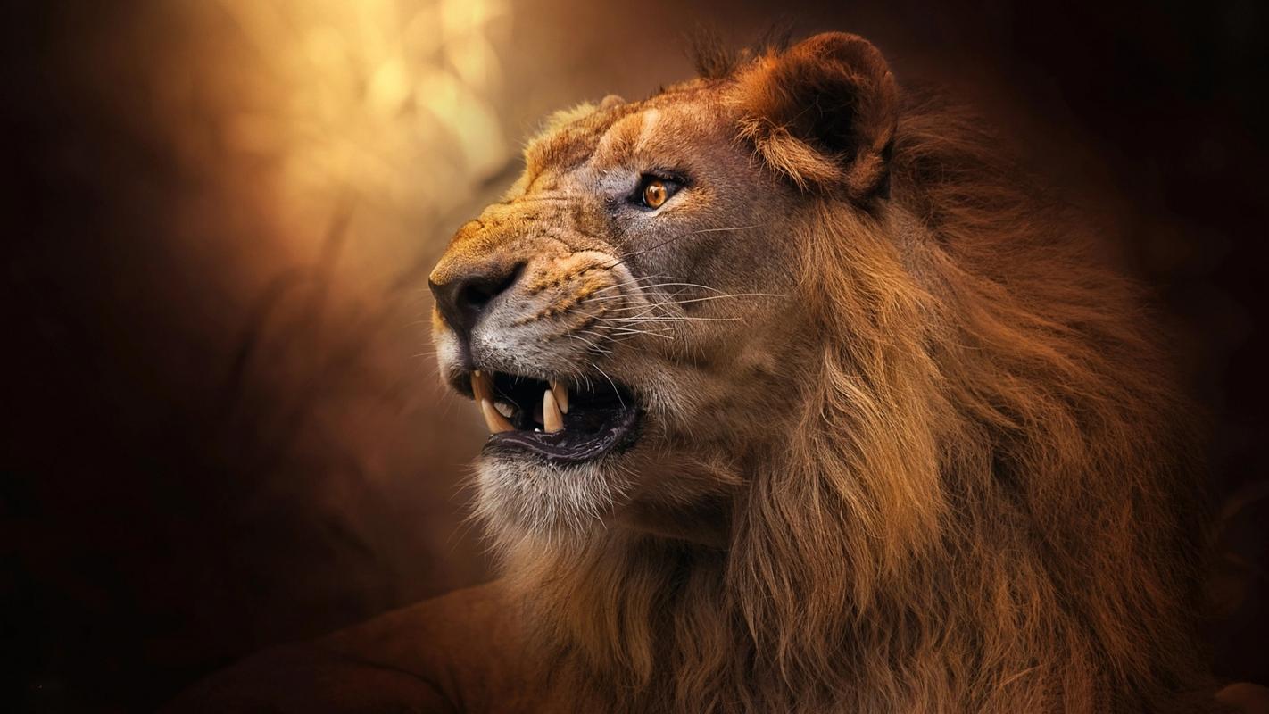 网站首页 - 图库素材 - 艺术摄影 图片信息简介:年轻露齿的雄狮·图片