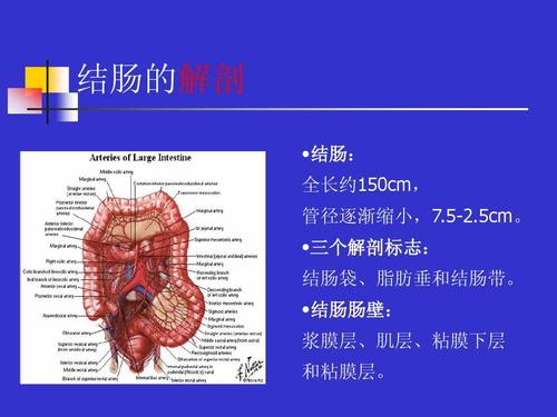 5-2.5cm.  三个解剖标志: 结肠袋,脂肪垂和结肠带.  结肠肠壁: 浆膜层