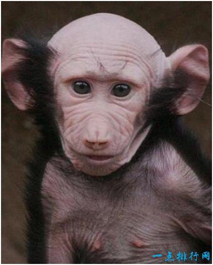 世界上最丑的猴子,秃猴面部赤裸,头顶没有毛发 - 动物之最 - 一点排行