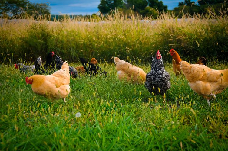 一群鸡在草丛中红白动物经典白毛公鸡头部特写动物鸡背景图片棕色农业