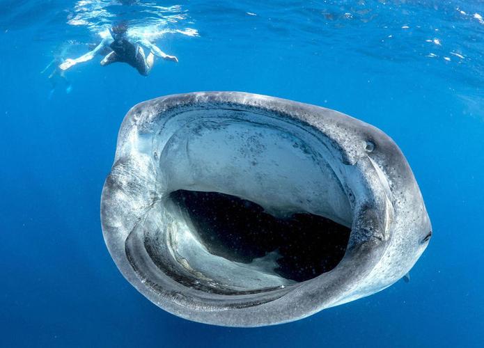 巨型鲸鲨张"血盆大口" 险些将潜水者吸入