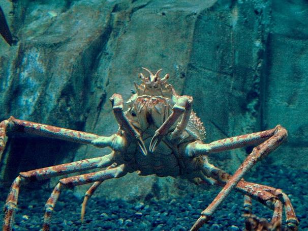 动物小百科:关于巨螯蟹你不得不知道的知识!
