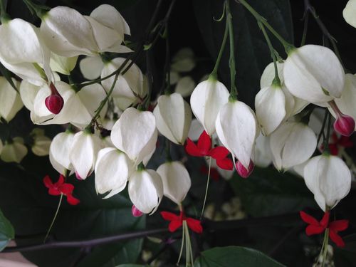 南国奇葩龙吐珠,分红白两种,花形奇特,开花繁茂.