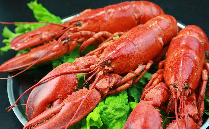 中国人有多爱大龙虾?西澳大利亚去年捕捞的 98% 都被中国人吃了