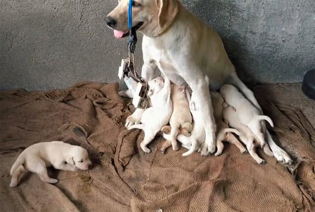 狗狗给自己的11只娃喂奶,一脸疲惫却还笑:都我生的,厉害吧
