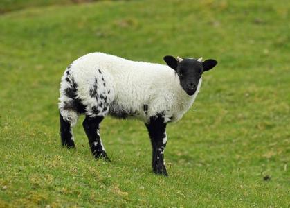 ben tianavaig 与羊在前景,斯凯,高地,苏格兰,英国如诗如画的牧场,与