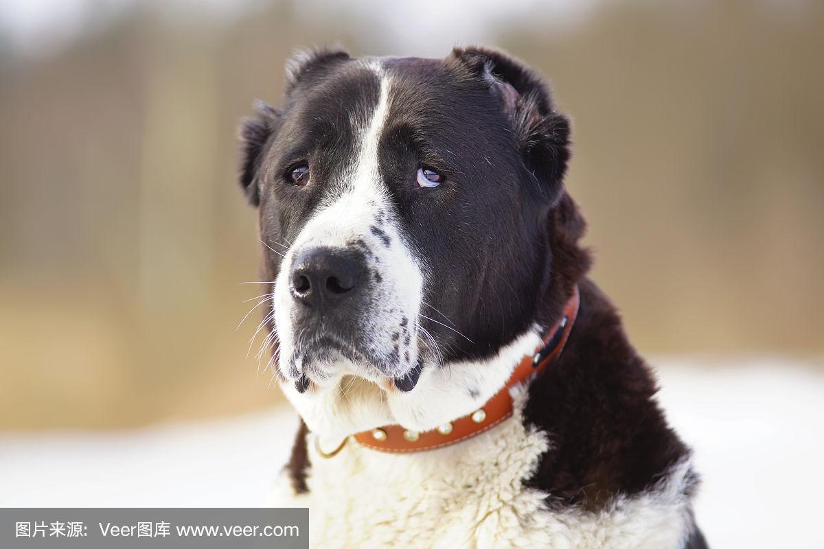 这是一只黑白相间的中亚牧羊犬(阿拉拜犬)的肖像,割掉了耳朵,戴着皮革