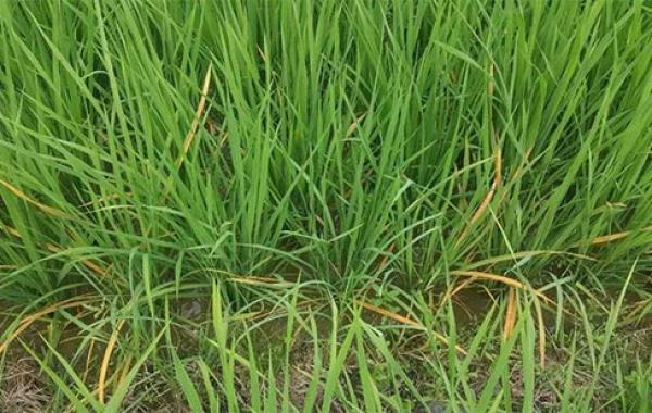 水稻坐蔸的原因,主要类型及防治对策