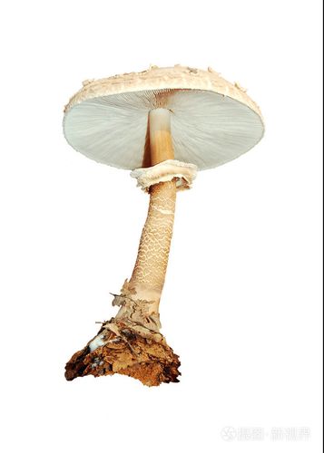 蘑菇蘑菇状物蘑菇形物体女用蘑菇形草帽暴发户