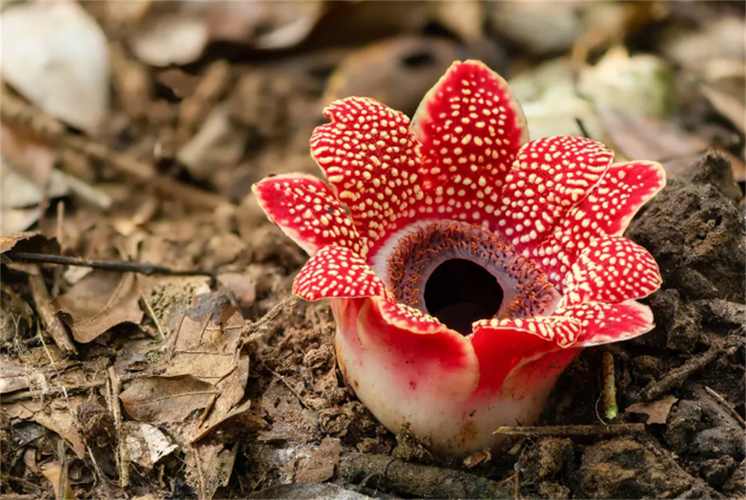 全世界最恶臭的花,被称为"花中窃贼",能偷走其他生物的基因