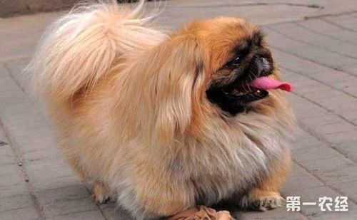 中国狮子狗是一种怎样的狗?狮子狗图片大全