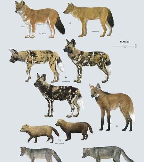这些犬料动物包括狼,胡狼和豺等以及与它们相近的犬科种类