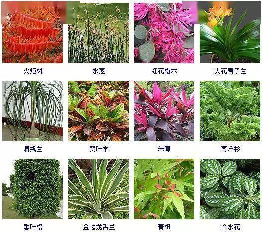 100种常见观叶植物你都认识吗