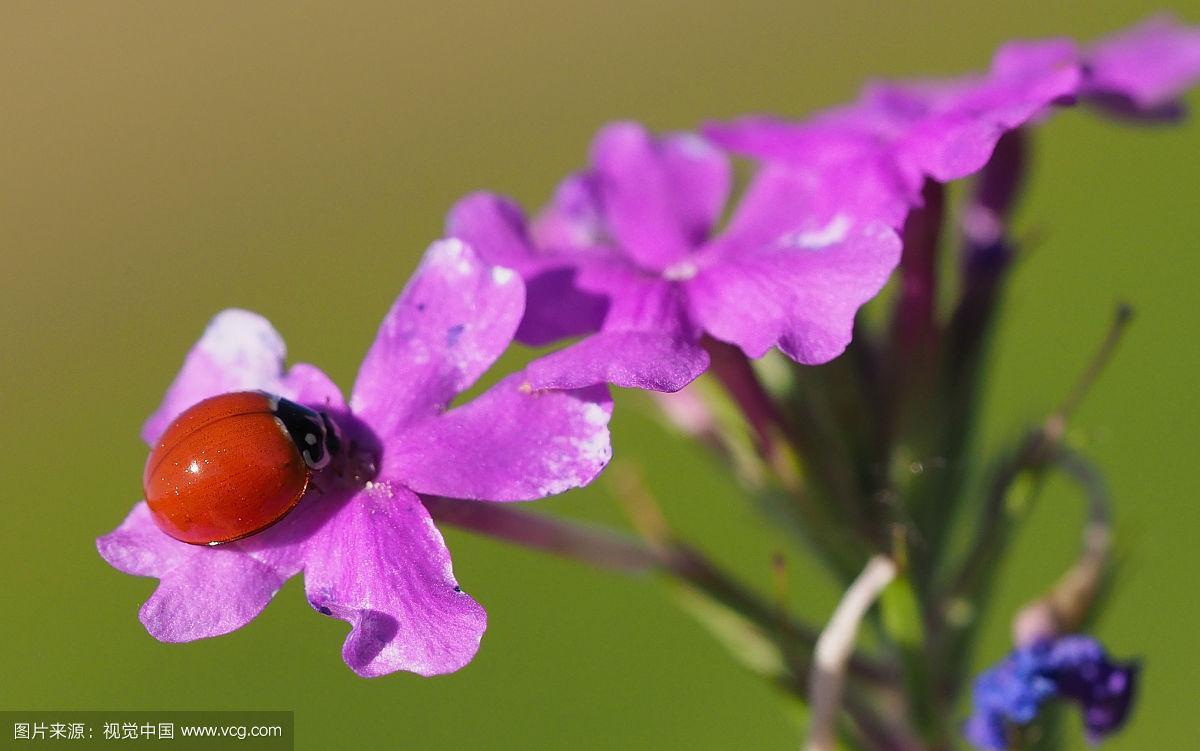 瓢虫在紫色的花上