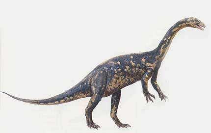 早期植食恐龙中最著名的要数欧洲韵板龙,非洲的兀龙皮萨诺龙最早的以