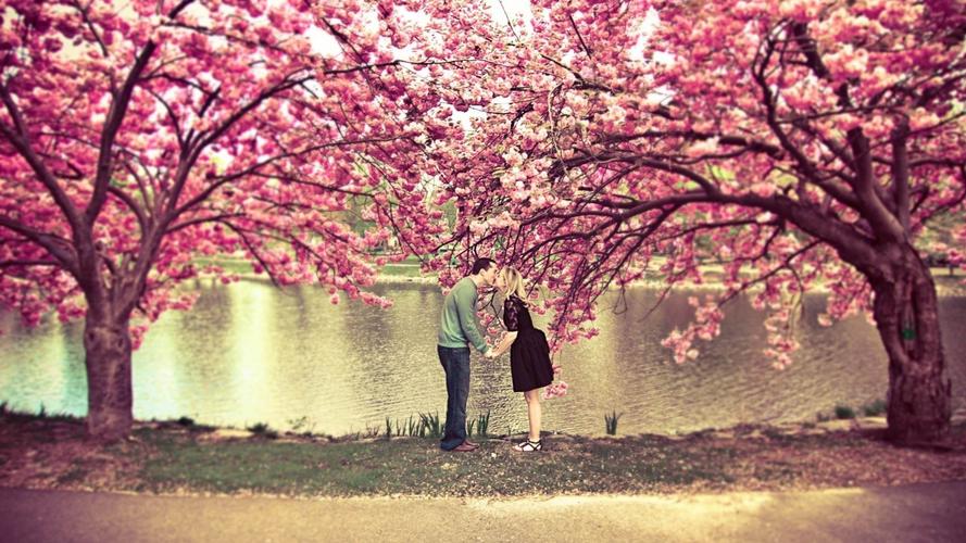 浪漫,情侣,kiss,樱花,樱花树下的情侣壁纸