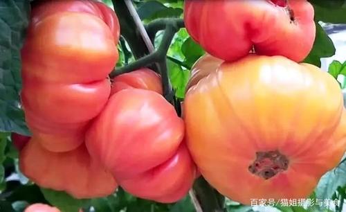 老品种番茄