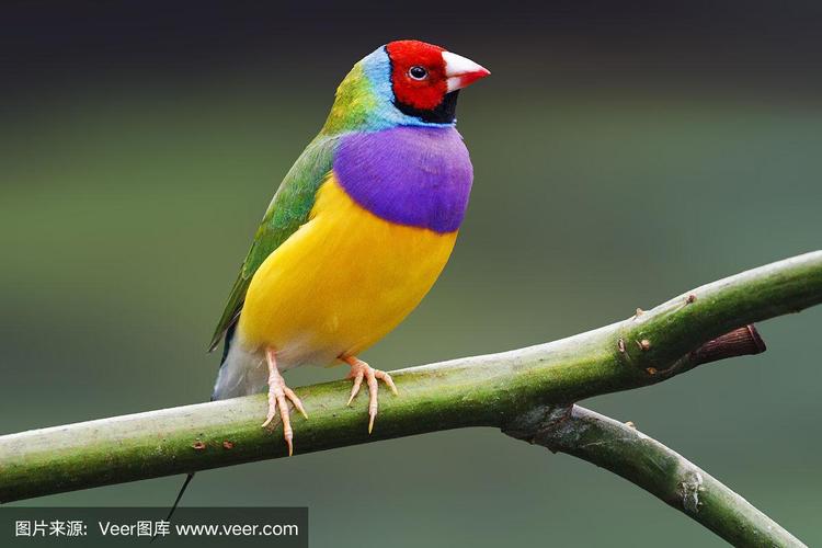 色彩鲜艳的鸟栖息在绿色的背景上