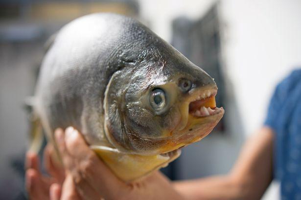 男士当心欧洲水域首次发现吃蛋蛋的鱼有着两排恐怖大黄牙