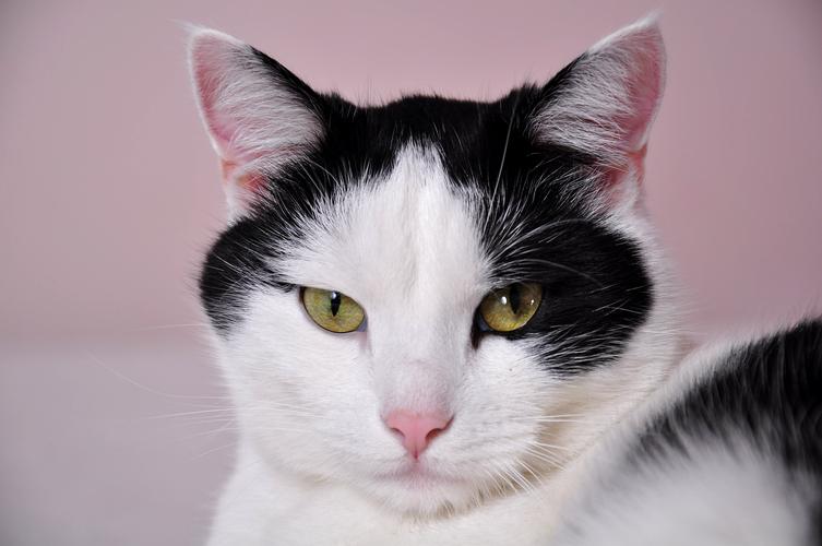黑白猫 -免费图片素材下载 - 西田图像sitapix