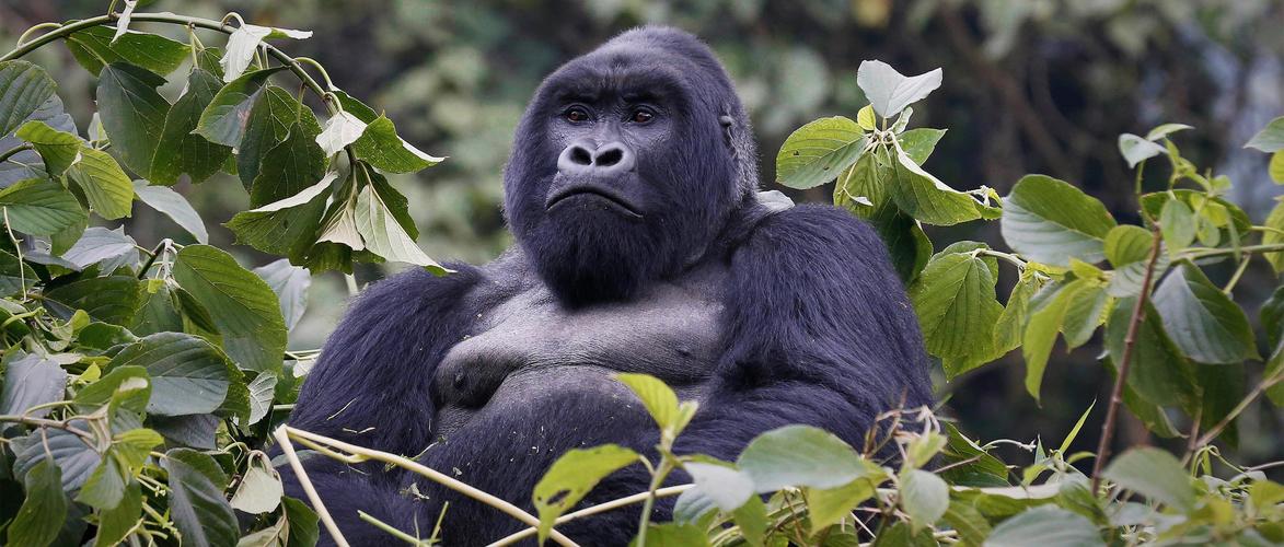 关于大猩猩的10条冷知识,原来不是所有的猩猩都叫大猩猩