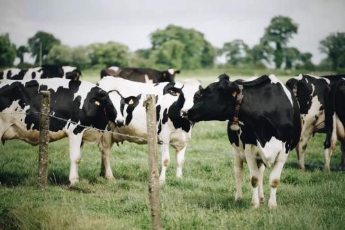 绿色集成技术养出的奶牛更"牛"