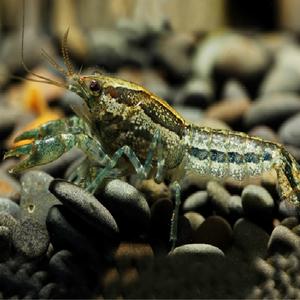 七月水族观赏虾活体龙纹虾鳌虾4-5厘米成体虾雌雄同体一只可繁殖