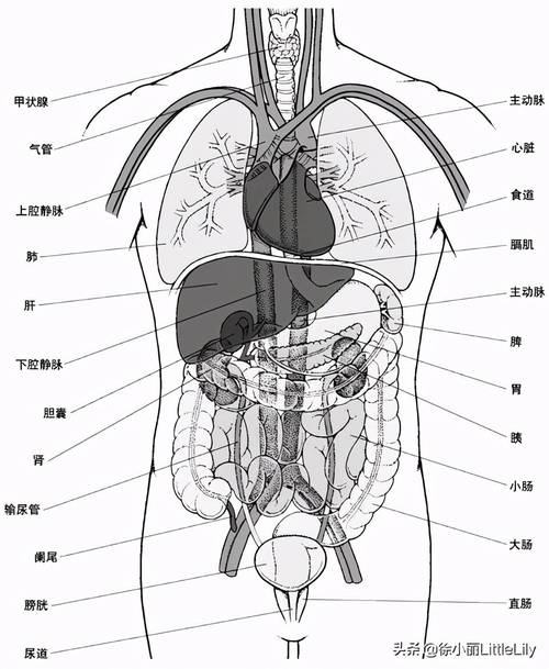 图人体全肌肉图由能够执行特定功能的各种组织组成的结构单位称为器官