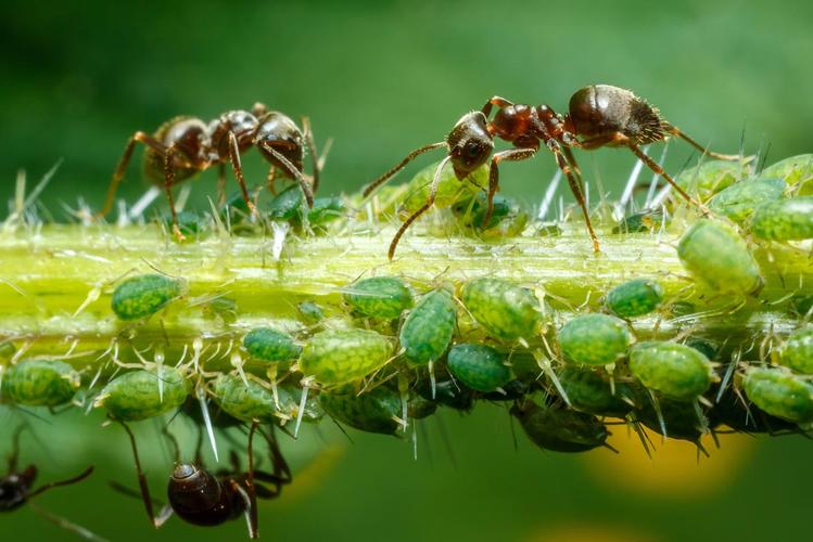 大自然蚂蚁昆虫高清图片