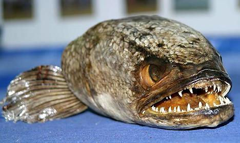 英国出现巨型食人鱼 被认作走私品(图)