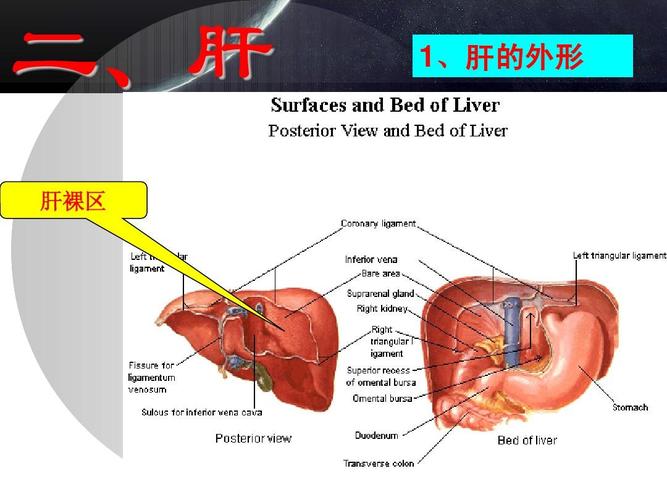 影像 腹部ct诊断 腹部外伤 胸部断层解剖 人体断面解剖学 肝脏ct分段