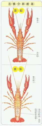帮我看看蓝螯虾和桔虾是公事母?