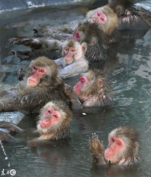 猴子泡温泉表情包这个表情真神了