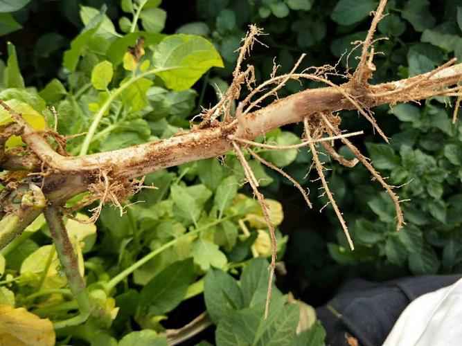 马铃薯细菌性茎腐病和气生茎基腐解决方案——绿野农安