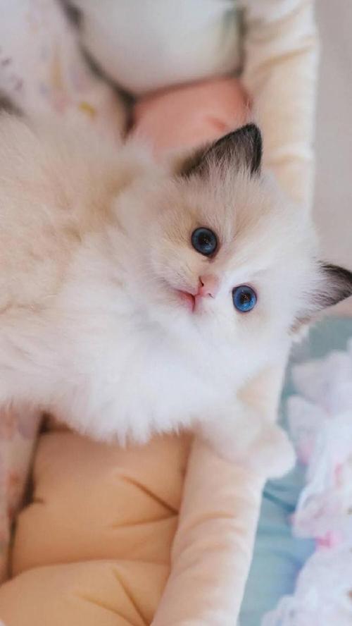 可爱的小奶猫壁纸图文!