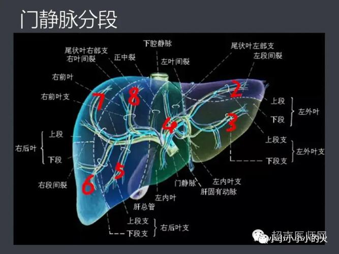 肝解剖(一)