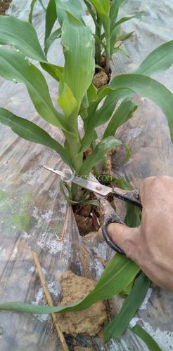 玉米五至七叶苗期割叶能促进根系多杆矮杆硬苞谷乖