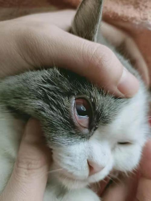 猫咪眼疾怎么办