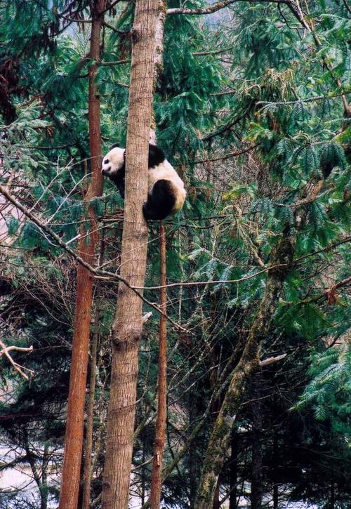 四川大熊猫栖息地