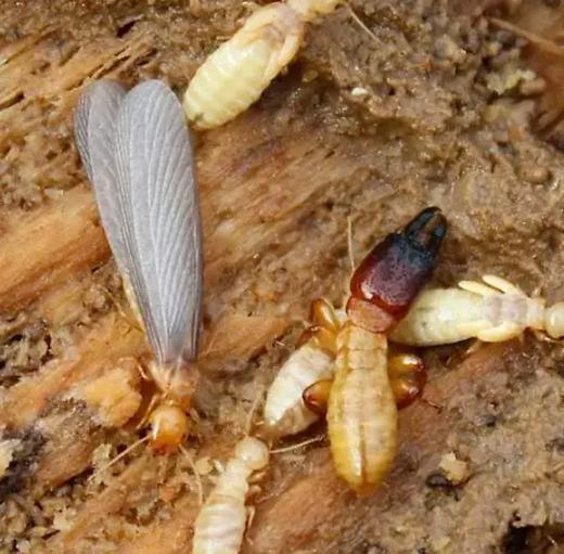 白蚁蚁后一生中的任务就是产卵,所以其繁殖速 - 抖音