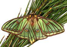 1849年,西班牙一位昆虫学家发现了稀有品种的蝴蝶,决定以西班牙女王