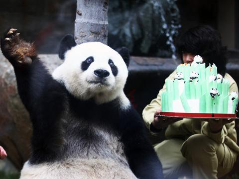 熊猫"盼盼"原型迎来30岁生日 相当人类120岁
