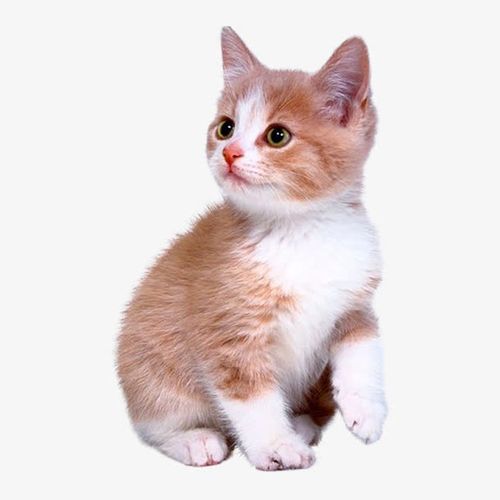 可爱的小猫咪免抠素材免费下载_觅元素51yuansu.com