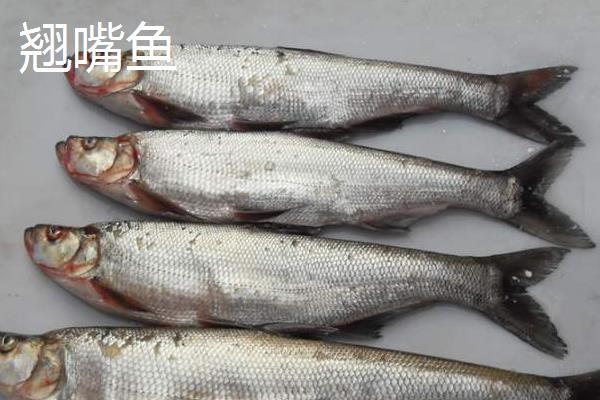 翘嘴鱼和白条鱼的区别翘嘴鱼和白条鱼以什么为食