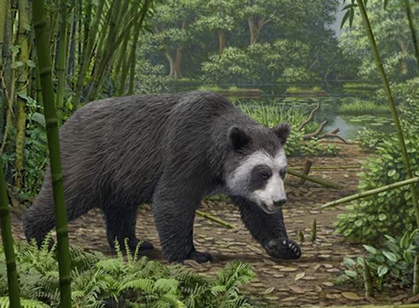 好惹的,在800万年前,大熊猫的祖先始熊猫还是只像肥胖狐狸大小的动物