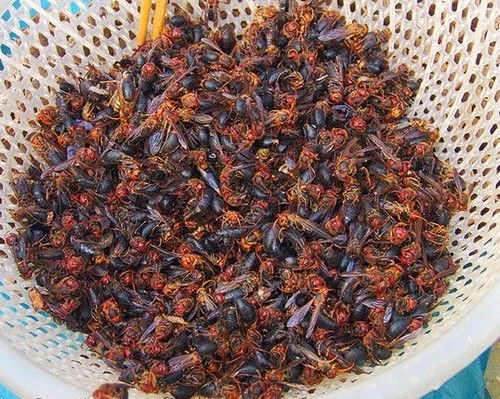 最受欢迎的可食用昆虫 全球20亿人吃昆虫
