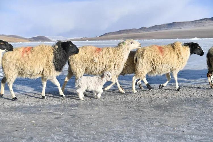 一只羊,两只羊,三只羊.