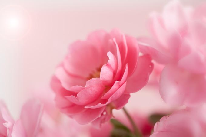 柔美粉色花朵背景高清摄影图片